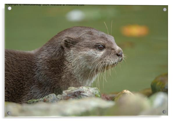 Otter Wildlife Habitat Acrylic by rawshutterbug 