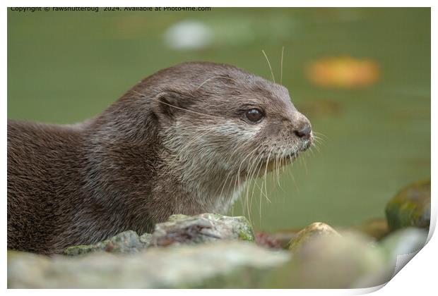 Otter Wildlife Habitat Print by rawshutterbug 