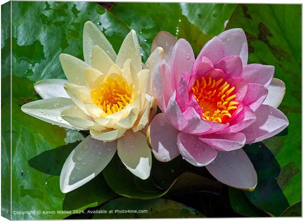 Water lillies Canvas Print by Kevin Wailes