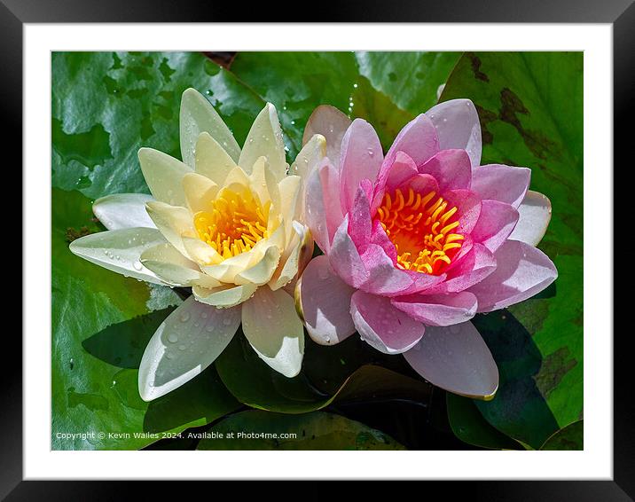 Water lillies Framed Mounted Print by Kevin Wailes