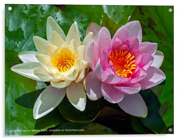 Water lillies Acrylic by Kevin Wailes