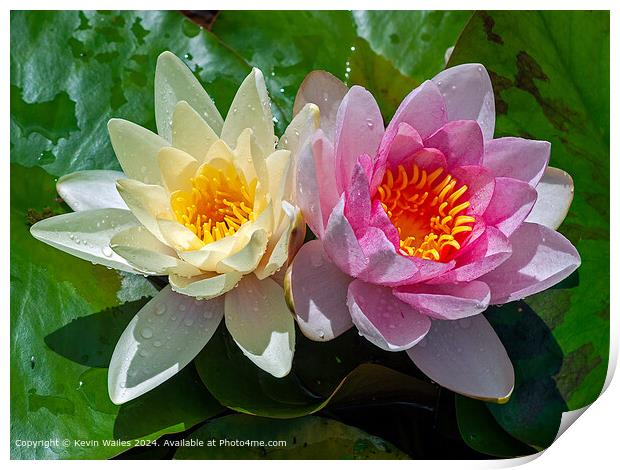 Water lillies Print by Kevin Wailes