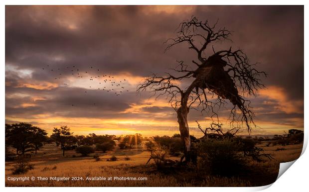 Kalahari Sunset Print by Theo Potgieter