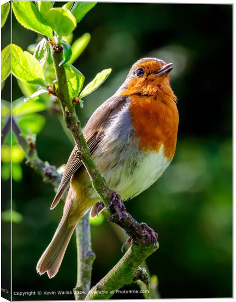European Robin Perched Canvas Print by Kevin Wailes