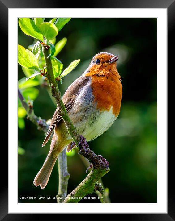 European Robin Perched Framed Mounted Print by Kevin Wailes