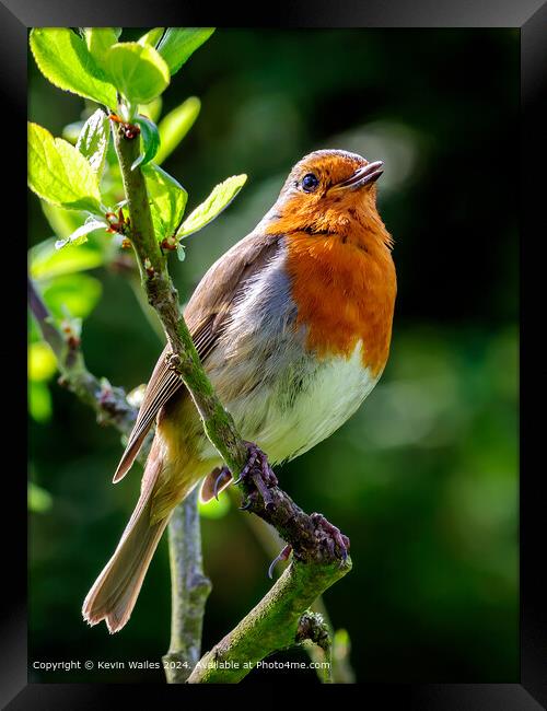 European Robin Perched Framed Print by Kevin Wailes