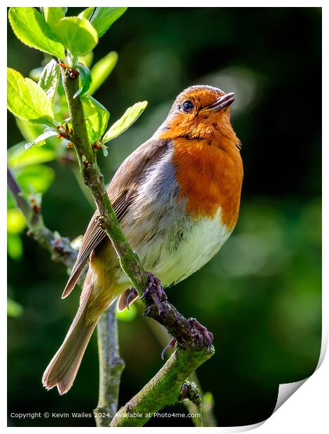 European Robin Perched Print by Kevin Wailes