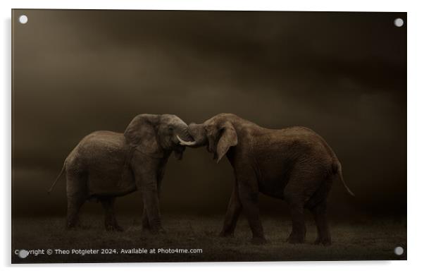 African Elephant Bulls Clash Acrylic by Theo Potgieter