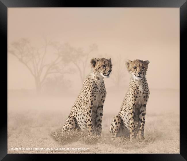 Kalahari Cheetah Cubs Hunting Framed Print by Theo Potgieter