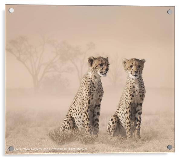 Kalahari Cheetah Cubs Hunting Acrylic by Theo Potgieter