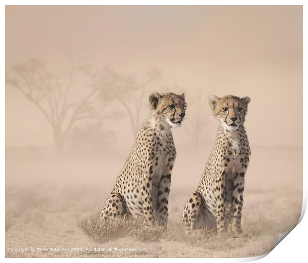 Kalahari Cheetah Cubs Hunting Print by Theo Potgieter