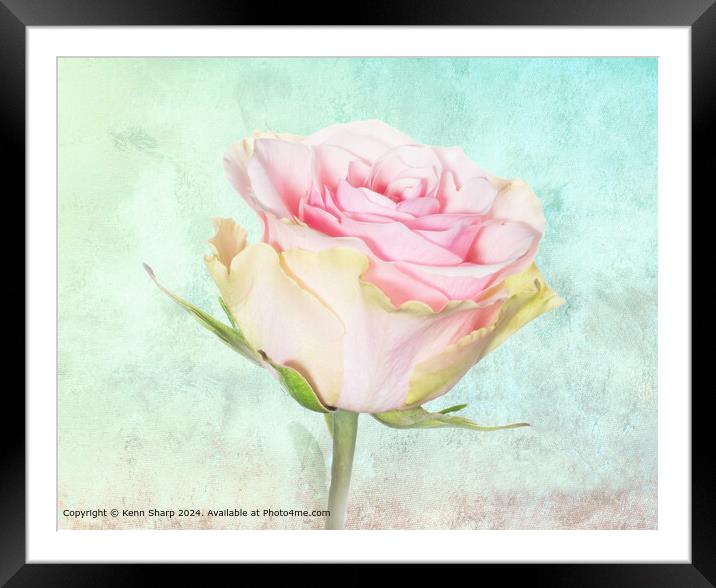 A Delicate Beautiful Pink and Yellow Rose set agai Framed Mounted Print by Kenn Sharp