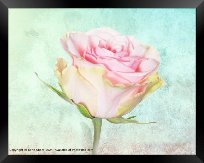 A Delicate Beautiful Pink and Yellow Rose set agai Framed Print by Kenn Sharp