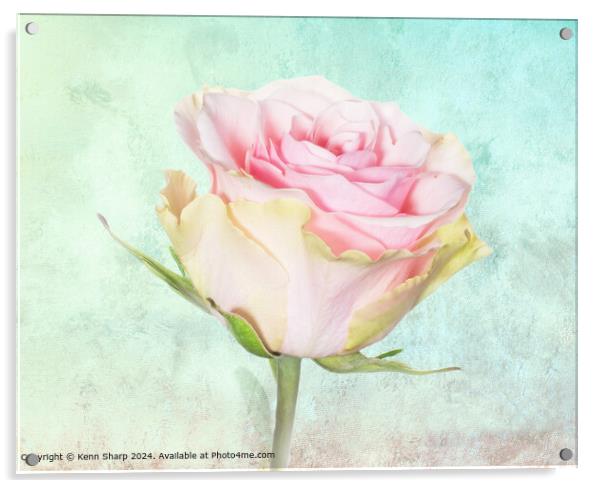 A Delicate Beautiful Pink and Yellow Rose set agai Acrylic by Kenn Sharp