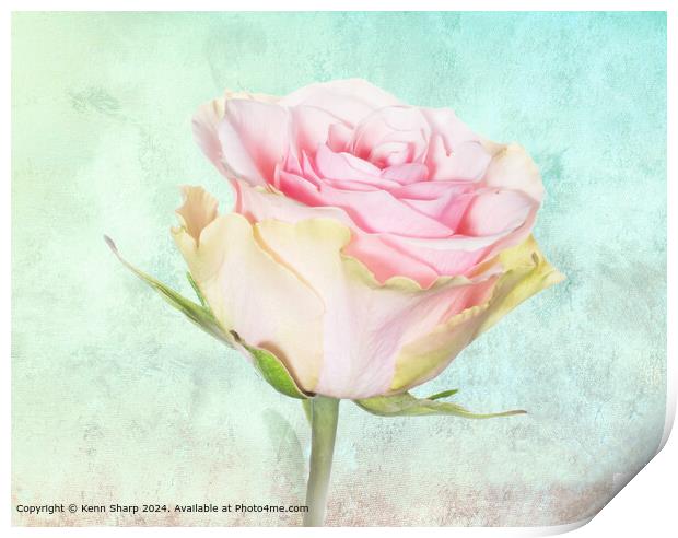 A Delicate Beautiful Pink and Yellow Rose set agai Print by Kenn Sharp