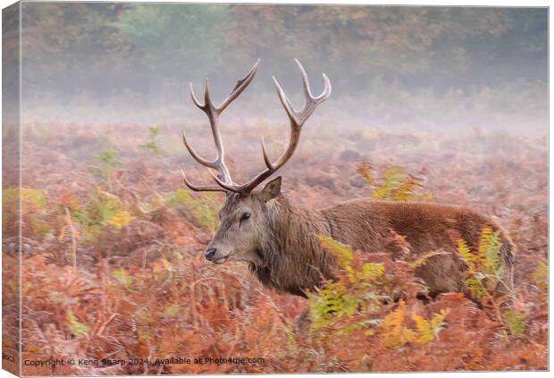 Stag, Heath, Mist: Majestic Animal Photography Canvas Print by Kenn Sharp