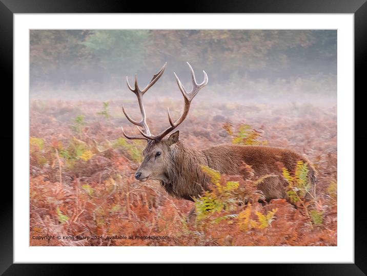 Stag, Heath, Mist: Majestic Animal Photography Framed Mounted Print by Kenn Sharp