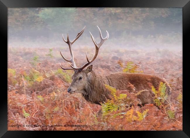 Stag, Heath, Mist: Majestic Animal Photography Framed Print by Kenn Sharp