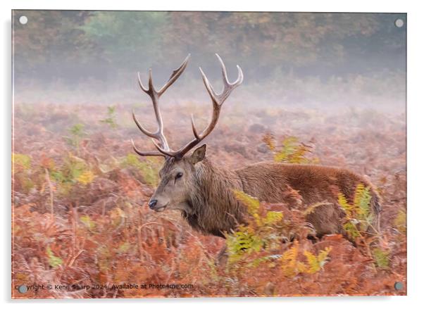 Stag, Heath, Mist: Majestic Animal Photography Acrylic by Kenn Sharp