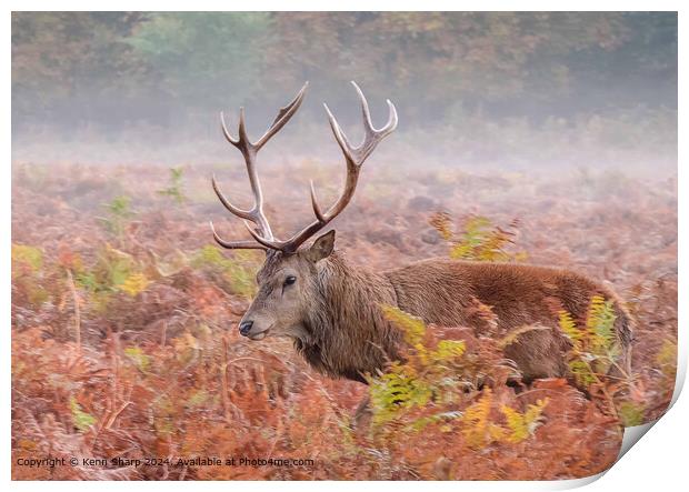Stag, Heath, Mist: Majestic Animal Photography Print by Kenn Sharp