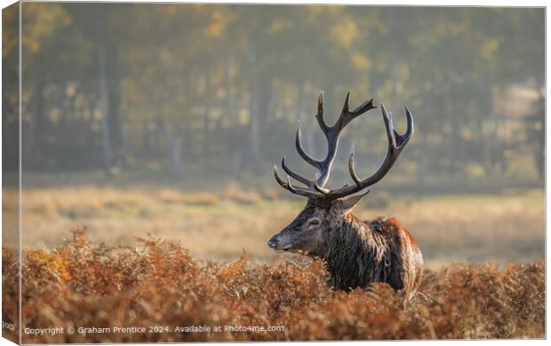 Stag in Morning Light Canvas Print by Graham Prentice