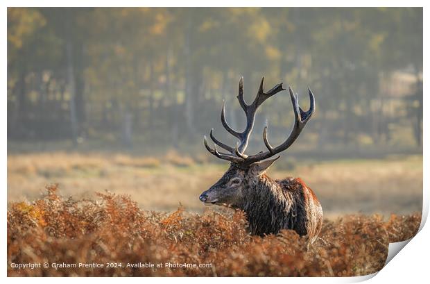 Stag in Morning Light Print by Graham Prentice