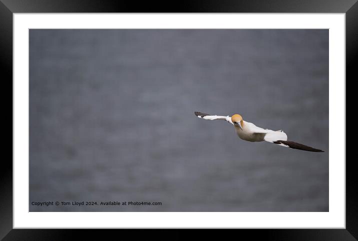 Gliding Gannet Bempton Cliffs Framed Mounted Print by Tom Lloyd