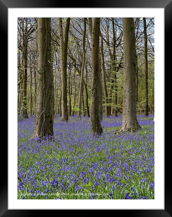 Cotswolds Bluebells Framed Mounted Print by Graham Lathbury