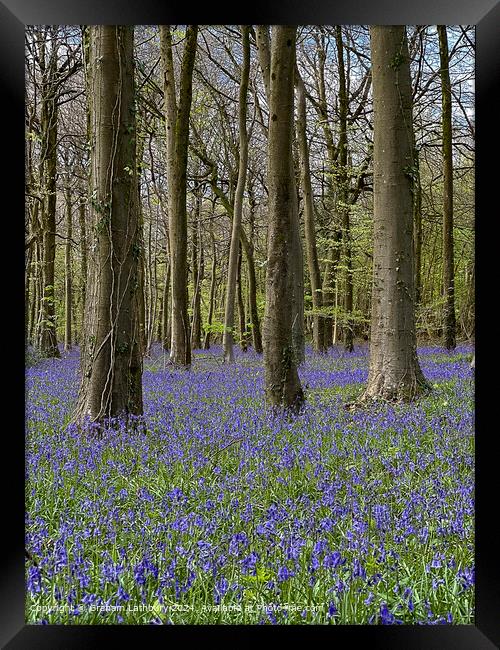 Cotswolds Bluebells Framed Print by Graham Lathbury