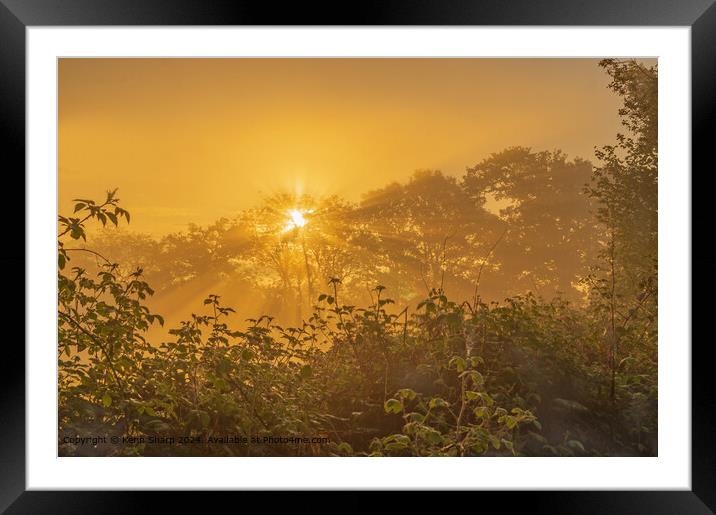 Golden dawn through the trees Framed Mounted Print by Kenn Sharp