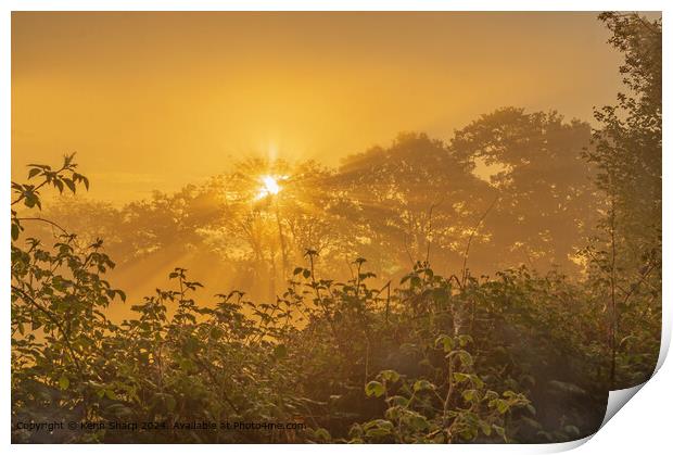 Golden dawn through the trees Print by Kenn Sharp