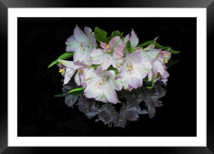 White and Pink Alstroemeria flowers against a blac Framed Mounted Print by Kenn Sharp