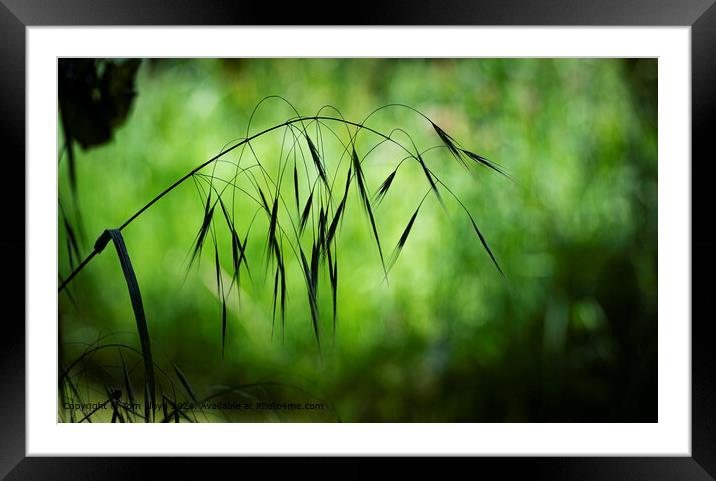 Serene Batemans Lane Grass Landscape Framed Mounted Print by Tom Lloyd