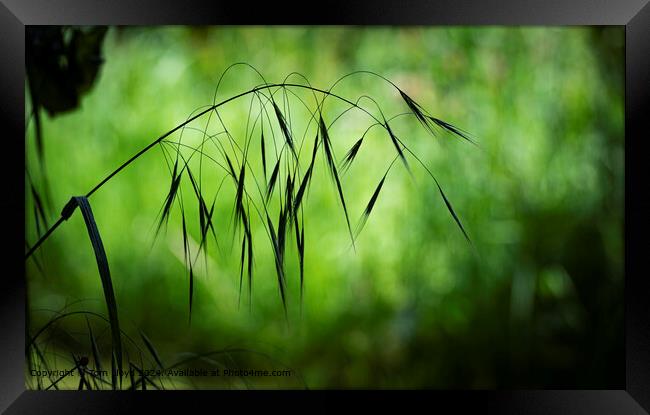 Serene Batemans Lane Grass Landscape Framed Print by Tom Lloyd