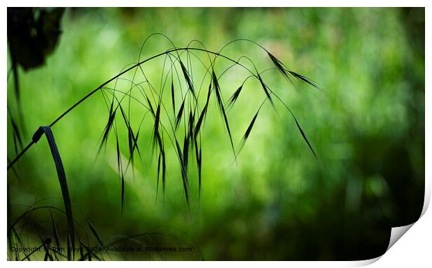 Serene Batemans Lane Grass Landscape Print by Tom Lloyd