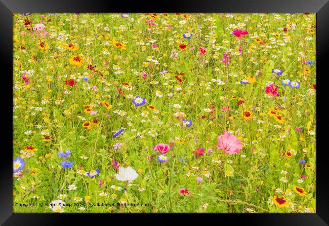 The fabulous colours of the wildflower meadow Framed Print by Kenn Sharp