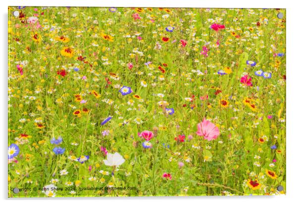 The fabulous colours of the wildflower meadow Acrylic by Kenn Sharp