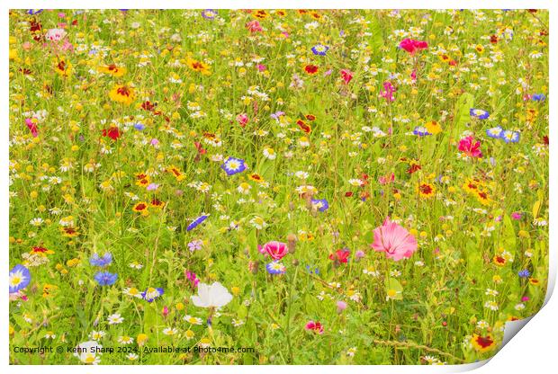 The fabulous colours of the wildflower meadow Print by Kenn Sharp