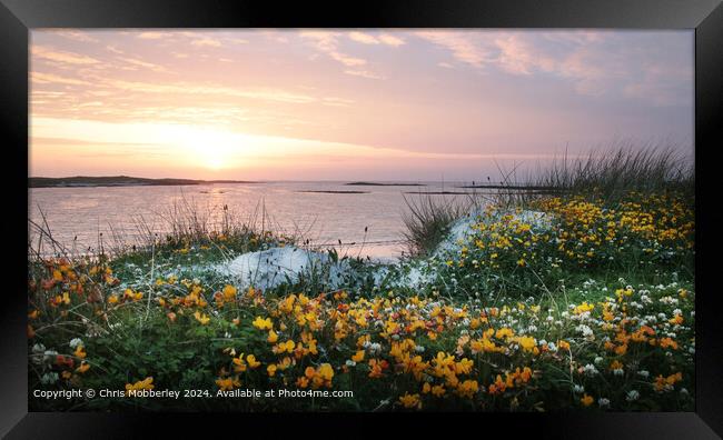 Sunset Flowers on North Uist Beach Framed Print by Chris Mobberley