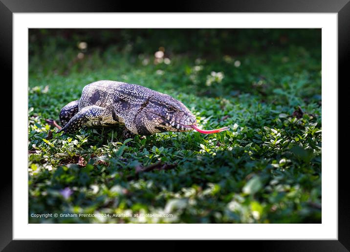 Brazilian Tegus Lizard Flicks its ForkedTongue Framed Mounted Print by Graham Prentice