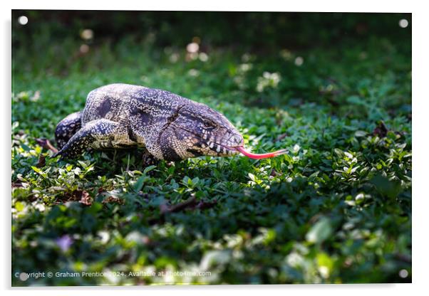Brazilian Tegus Lizard Flicks its ForkedTongue Acrylic by Graham Prentice