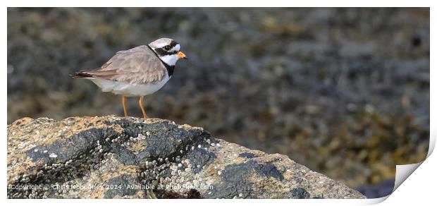 Tranquil Plover by the Seashore Print by Chris Mobberley