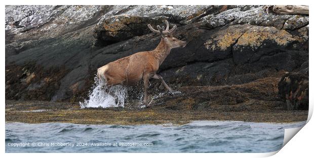 Red deer after swimming Print by Chris Mobberley