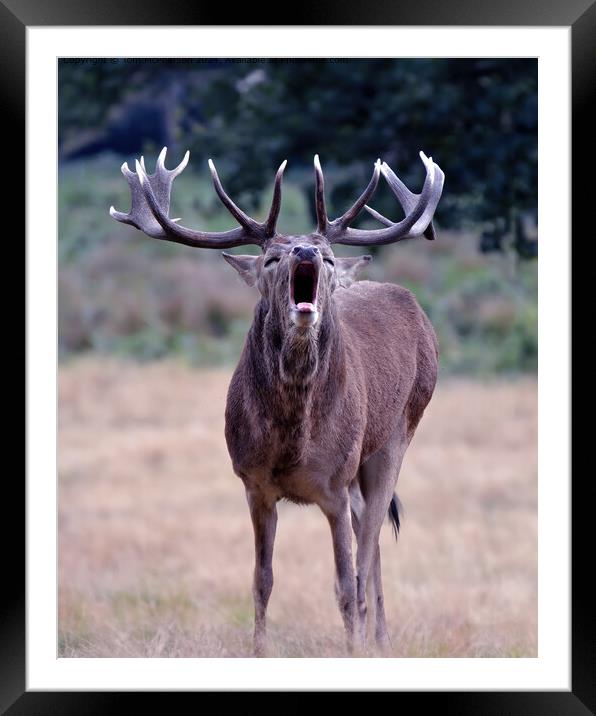 Red Deer Stag Highlands Framed Mounted Print by Tom McPherson