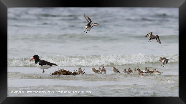 Dunlins Flight Shallow Tide Framed Print by Chris Mobberley