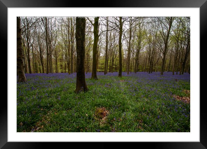 Bluebell Wood Morning, Winchester Framed Mounted Print by Derek Daniel