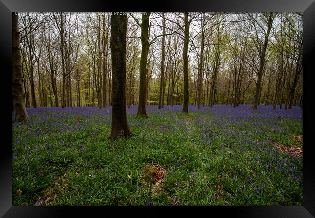 Bluebell Wood Morning, Winchester Framed Print by Derek Daniel