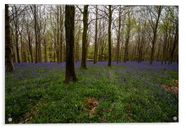 Bluebell Wood Morning, Winchester Acrylic by Derek Daniel