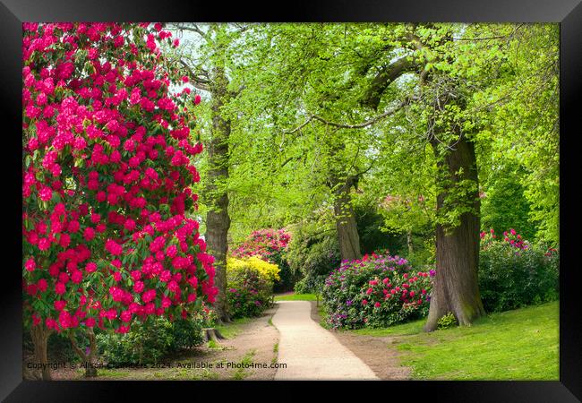 Cannon Hall Rhododendrons  Framed Print by Alison Chambers