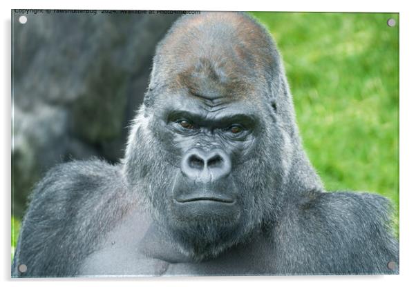 Silverback Gorilla Portrait Acrylic by rawshutterbug 